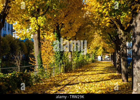 Straßburg, Elsass, Frankreich, Europa, Linden gesäumten Gasse mit herbstlichen Laub, Stockfoto