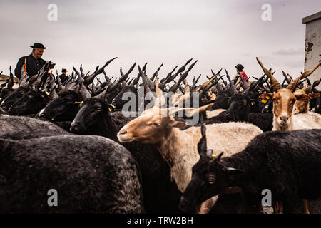 Traditionelle Hirten Herding" racka" Schafe in Hortobagy, Ungarn Stockfoto