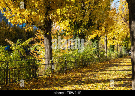 Straßburg, Elsass, Frankreich, Europa, Linden gesäumten Gasse mit herbstlichen Laub, Stockfoto