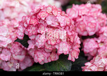 Nahaufnahme der Hydrangea macrophylla Miss Saori, die im Juni in England, Großbritannien, in einem englischen Garten blüht Stockfoto