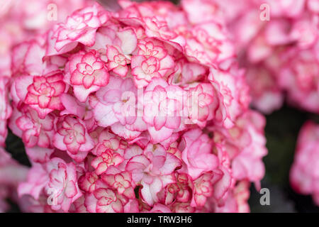 Hydrangea Macrophylla Miss Saori blüht in einem englischen Garten im Juni, England, UK Stockfoto