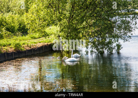 Ein paar Schwäne und Ihre cygnets auf einem der Seen im Cotswold Water Park in der Nähe von cerney Wick in Gloucestershire. Stockfoto