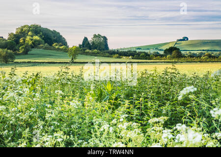 Der Blick Richtung Liddington Hill in der Nähe von Swindon, Wiltshire an einem frühen Sommer. Stockfoto