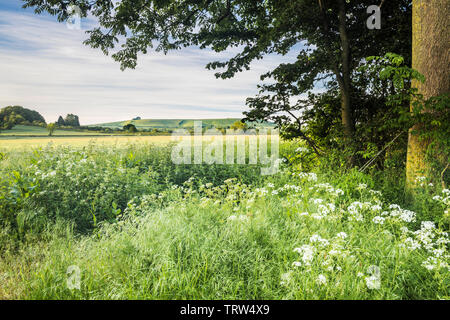 Der Blick Richtung Liddington Hill in der Nähe von Swindon, Wiltshire an einem frühen Sommer. Stockfoto