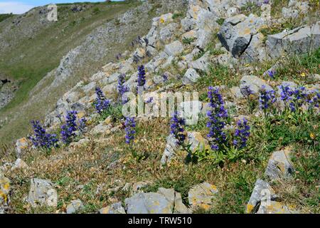 Vipers bugloss blueweed Echium vulgare wächst an den Pembrokeshire Coast Path Stockfoto