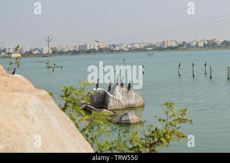 Ameenpur Lake Blick mit Vögeln Stockfoto