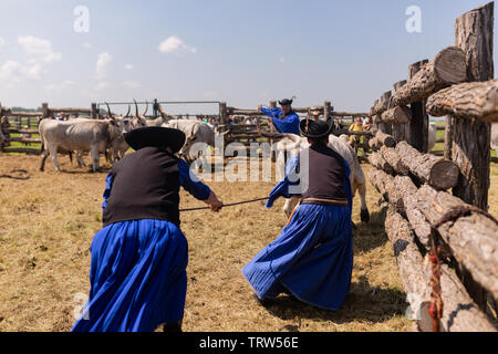 Jährliche Vieh hüten Hirten Übereinkommen in Hortobagy Stockfoto