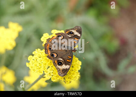 Junonia coenia Schmetterling, wie die gemeinsame Roßkastanie bekannt, auf gelbe Blüten Stockfoto