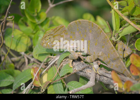 Indisches Chamäleon (Chamaeleo zeylanicus) Stockfoto