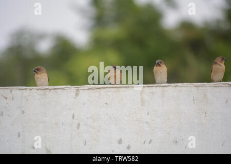 Stockfoto