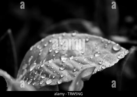 Tau und Regen auf Blätter einer Meyer Lemon Tree Stockfoto