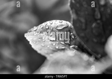 Tau und Regen auf Blätter einer Meyer Lemon Tree Stockfoto