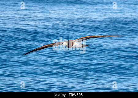 Brown booby Gannett beim Fliegen in Französisch-Polynesien Stockfoto