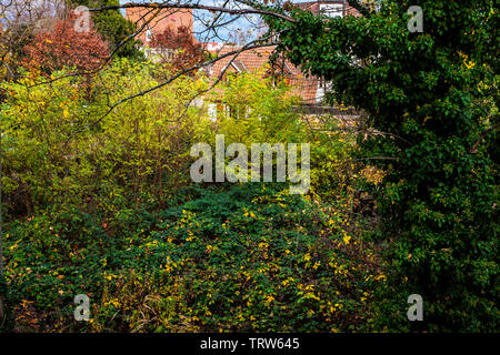 Grünen wilden Garten, versteckten winzigen Haus, Straßburg, Elsass, Frankreich, Europa, Stockfoto