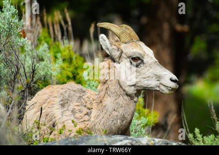 Ewe liegen in der Salbei in Yellowstone Stockfoto