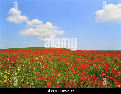 Mohnfelder. South Downs National Park. East Sussex. England. VEREINIGTES KÖNIGREICH. Europa Stockfoto