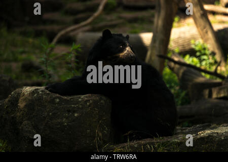 Brillenbär (Tremarctos Ornatus) Stockfoto