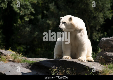 Eisbär (Ursus Maritimus) Stockfoto