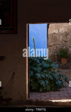 Licht, Schatten und Pflanzen in das Monasterio de Santa Catalina, Kloster, religiöse Gebäude in Arequipa, Peru, Südamerika Stockfoto