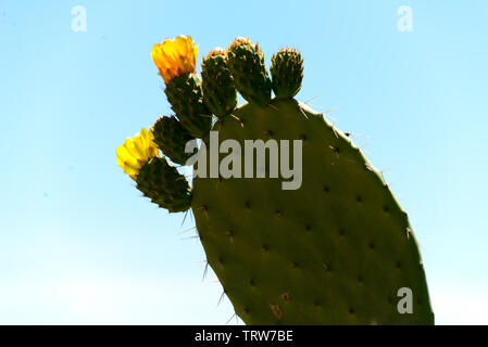 Blüten von Cactus Pear in rif Region, Marokko Stockfoto