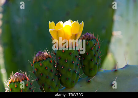 Blüten von Cactus Pear in rif Region, Marokko Stockfoto