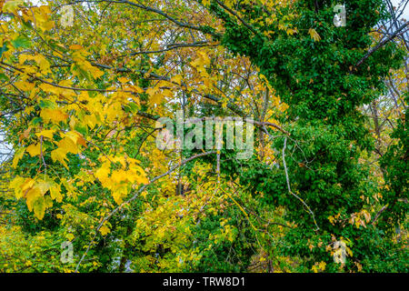 Bäume mit Herbstlaub, Elsass, Frankreich, Europa, Stockfoto
