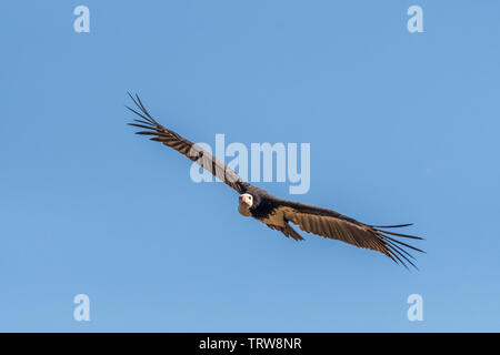 Eine white-headed Vulture, Aegypius occipitalis, im Flug in der Limpopo Provinz von Südafrika Stockfoto