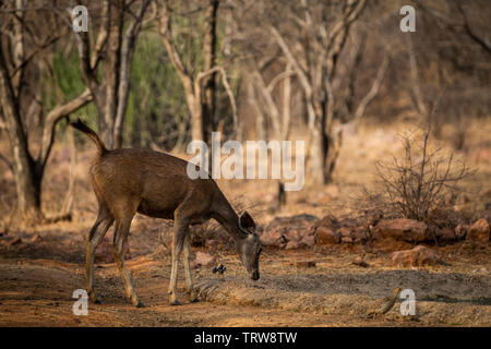 Eine Warnung Schwanz, Sambar Hirsche oder Rusa unicolor Porträt in ein schönes Licht im Ranthambore Nationalpark, Rajasthan, Indien Stockfoto