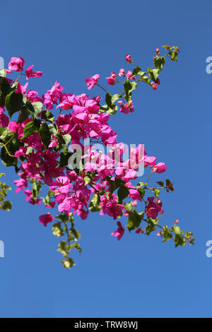 Zweig der schönen Bougainvillea Blumen auf blauem Himmelshintergrund Stockfoto