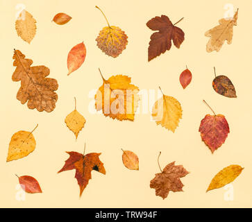 Blick von oben auf die verschiedenen getrockneten Herbst Laub leuchtet gelb Pastell Papier Hintergrund Stockfoto