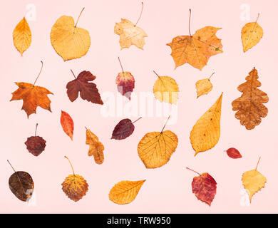 Blick von oben auf die verschiedenen getrockneten Herbst Laub auf Rosa pastell Papier Hintergrund Stockfoto