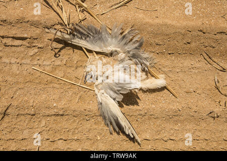 Tote Möwe im Sand Stockfoto