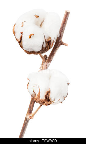 Zwei reife Samenkapseln aus Baumwolle Pflanze mit cottonwool auf Zweig auf weißem Hintergrund Stockfoto