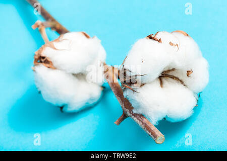 Natürliche Reife Samenkapseln aus Baumwolle Pflanze mit cottonwool auf türkis blau Pastell Papier Hintergrund Stockfoto