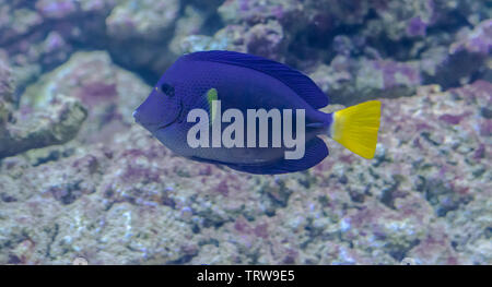 Yellowtail tang Fisch portrait (Zebrasoma xanthurum) mit Felsen im Hintergrund Stockfoto