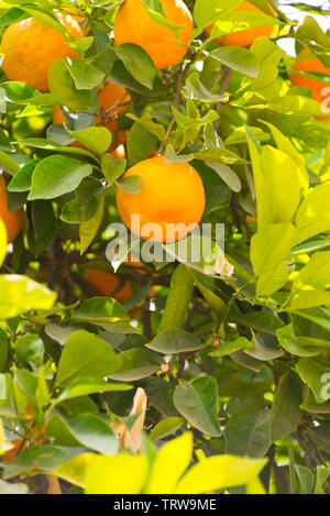 Orangen am Baum in der Nähe von Marrakesch, Marokko Stockfoto