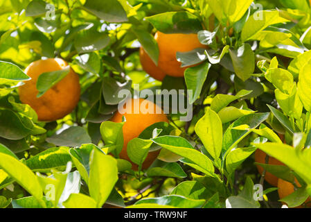 Orangen am Baum in der Nähe von Marrakesch, Marokko Stockfoto