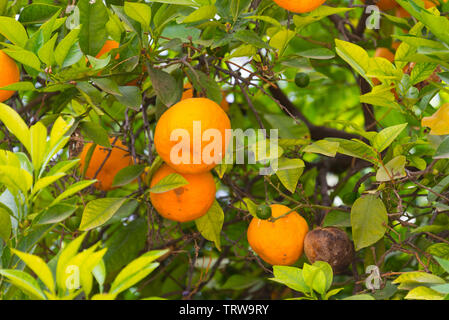 Orangen am Baum in der Nähe von Marrakesch, Marokko Stockfoto