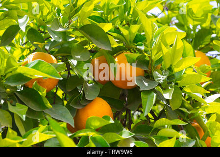 Orangen am Baum in der Nähe von Marrakesch, Marokko Stockfoto