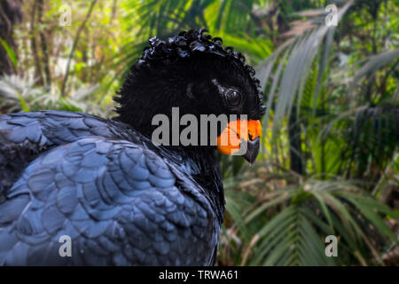 Red-billed curassow/Rot - Genoppte curassow (Crax blumenbachii) männlich, beheimatet in den Atlantischen Regenwald in Brasilien Stockfoto