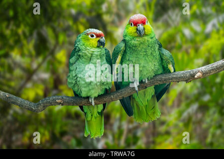 Ecuadorianischen rot-lored Amazon/lilacine Amazon (Amazona lilacina / Amazona autumnalis Lilacina) Paar in Baum gehockt, beheimatet in Ecuador, Südamerika Stockfoto