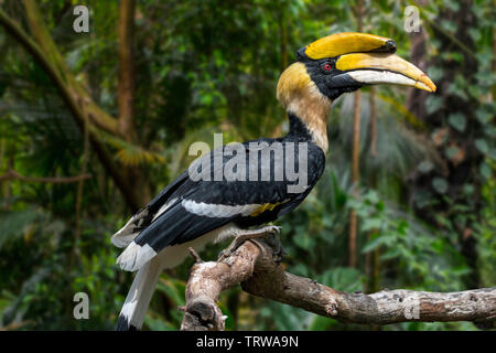 Great Hornbill/Doppel/Tolle pied Hornbill (Buceros bicornis) native auf den indischen Subkontinent und Südostasien Stockfoto