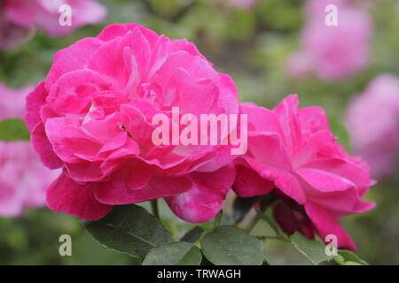Rose's ophies Ewige wiederholen Sie die blühende, duftende alte Rose Blüte Ende Mai-UK Stockfoto