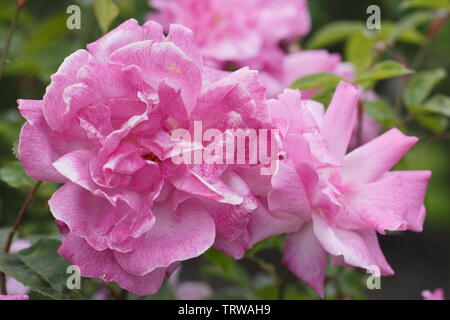 Rosa Old Blush China Rose, auch genannt "Parsons Rosa China' Blüte im Mai Stockfoto