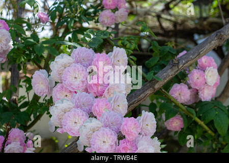 Rosa Wichuraiana, der Rambler rose in Chalkidiki, Griechenland gesehen. Stockfoto