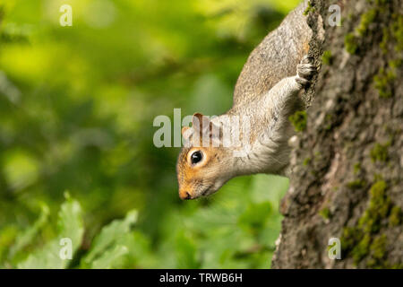 Graue Eichhörnchen (Sciurus carolinensis) Ansicht schließen in natürlichen Waldgebiet mit Tier bietet. Birmingham, Großbritannien Stockfoto