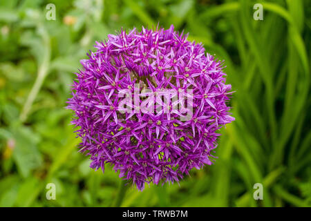 Die Blume der Allium Giganteum (Giant Allium oder riesigen Zwiebel), dem höchsten Zierpflanzen Lauch in gemeinsamen Anbau - Eine ewige Lampe erzeugen Stockfoto