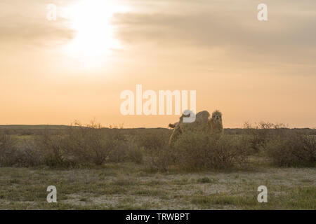 Kamel zu Fuß auf die trockene Steppe in Zentralasien. Stockfoto