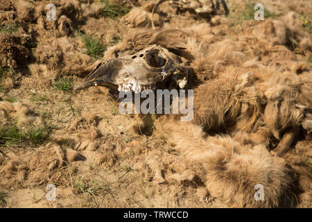 Totes Kamel in der Steppe. Stockfoto