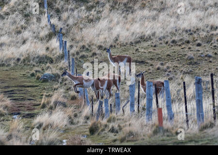 Guanacos (Lama guanacoe), Torres del Paine NP, Chile Stockfoto